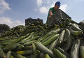 Фермер на юго-востоке Испании выбрасывает огурцы, не пригодные для продажи
